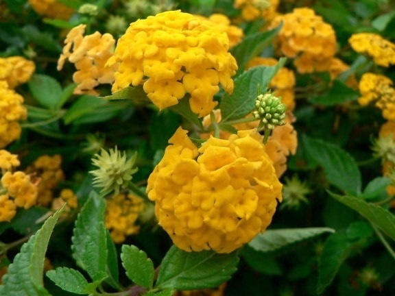 golden, Hortensie, Blumen