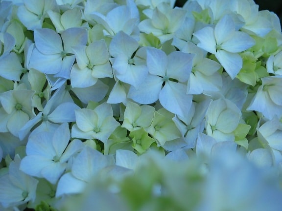 hortensia, fleur, macro