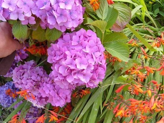 Hortensien, Blumen, Hortensien, macrophylla