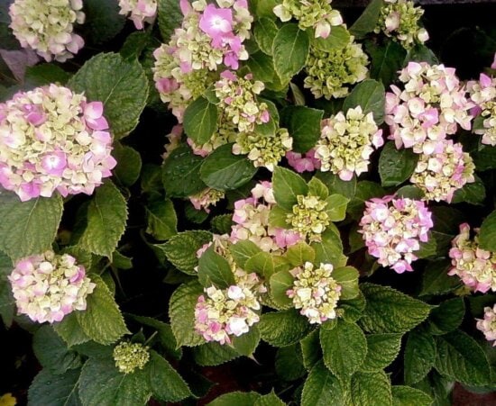 Foto Gratis Ortensia Fiori Ortensia Macrophylla 7442