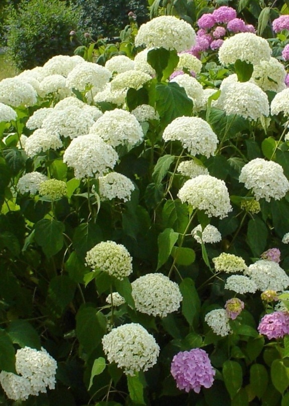 ไฮเดรนเยีย macrophylla ดอกไม้