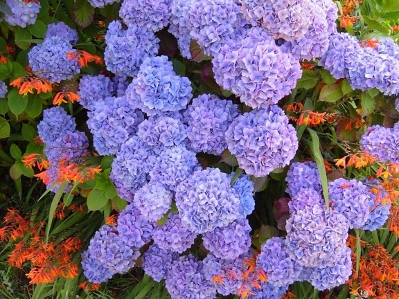 Hydrangea, violetti, sininen, hydrangea, macrophylla
