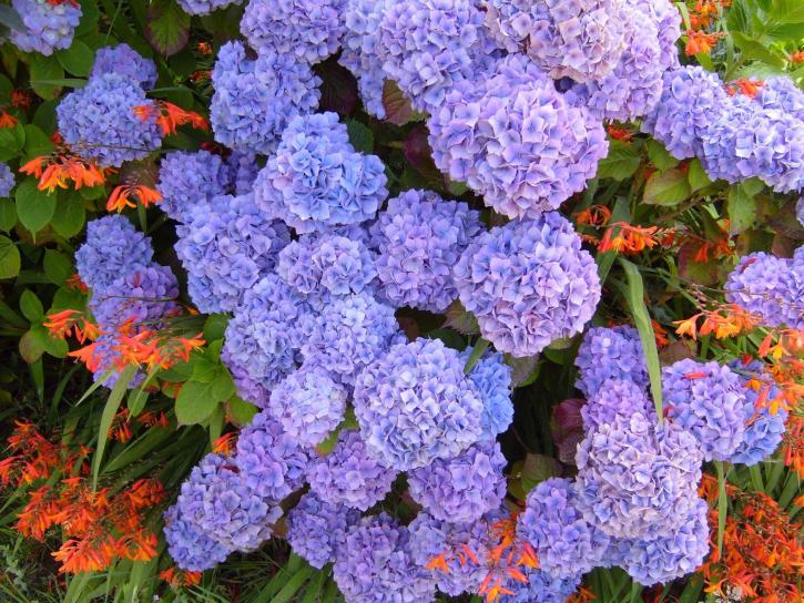 hydrangea, púrpura, azul, hydrangea, macrophylla