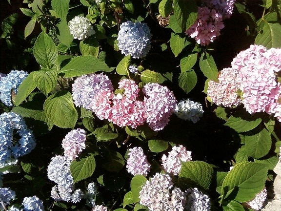 hortensia, park, blomster
