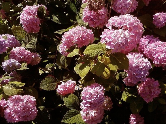 rosa, Hortensie, Blumen