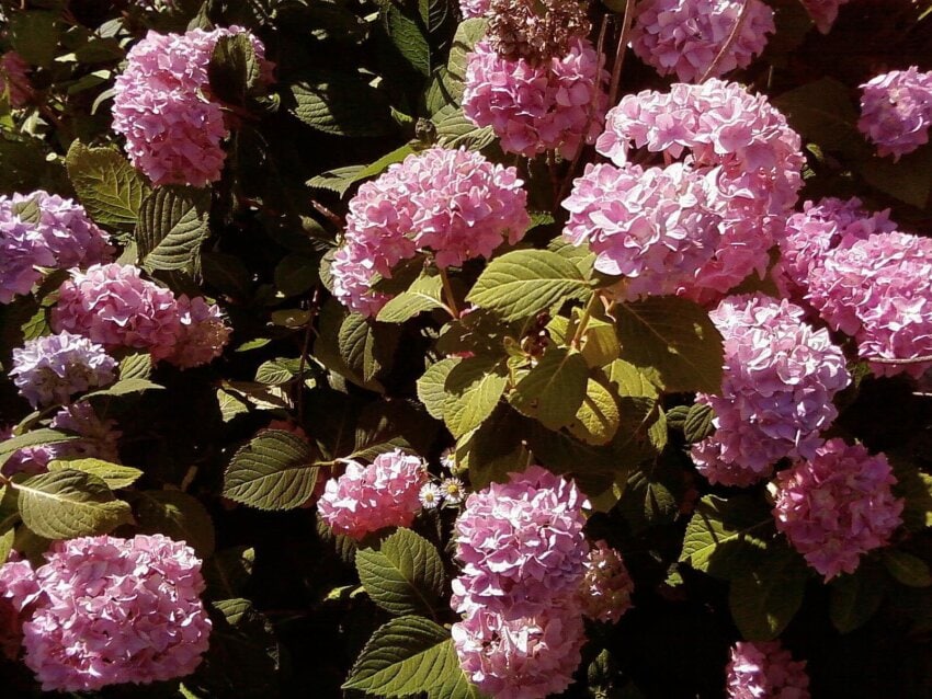 Free picture pink, hydrangea, flowers