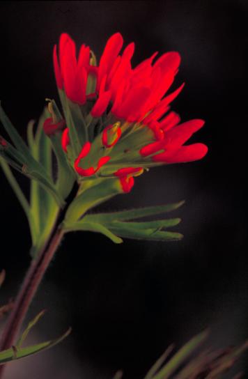 Indiske, pensel, rød blomst