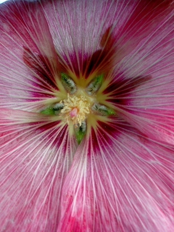 interior, pink flower