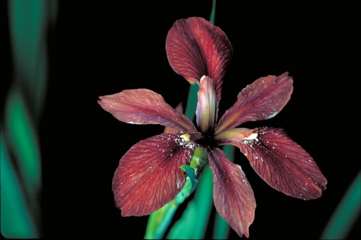 copper, iris