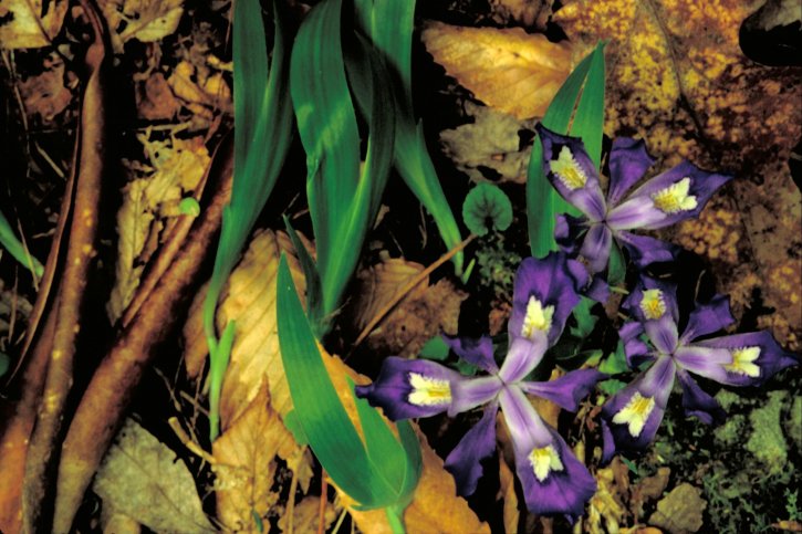 enano, con cresta, iris, flor
