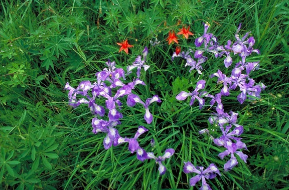 dwerg, crested, iris, bloem, veld, plant
