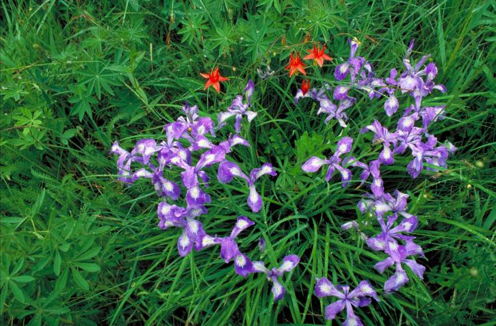 enano, con cresta, iris, flor, campo, planta