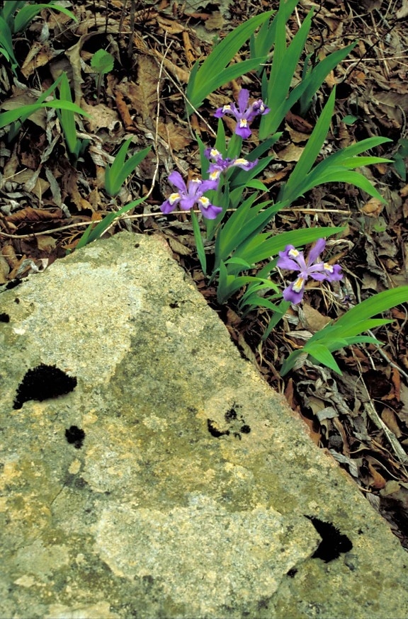 crested iris, flowers, purple flowers