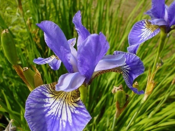 iris, bella, flor púrpura