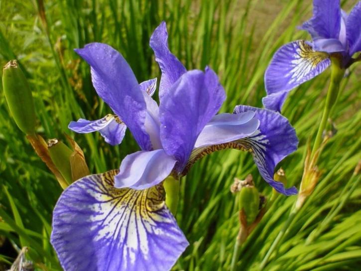 Iris, kaunis, violetti kukka