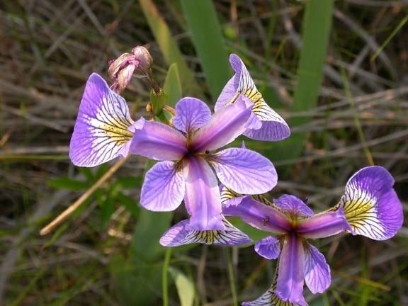 Iris, lilla blomst, detaljer, foto