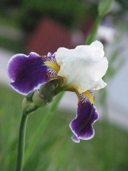 iris, white, purple
