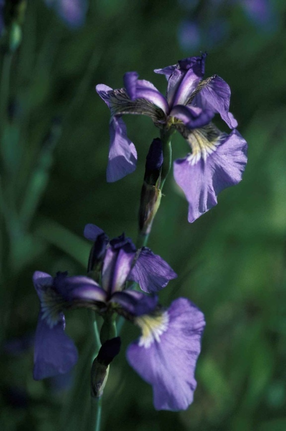 macro, pianta, fiore, immagine, selvatico, iris