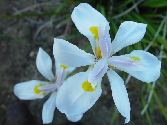 white, dutch, irises