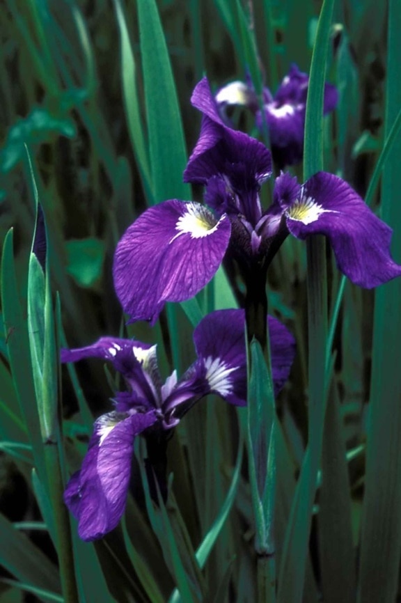 Wild, iris, blomst, iris, setosa