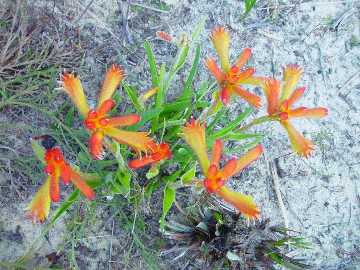 จิงโจ้ พืช anigozanthos, flavidus