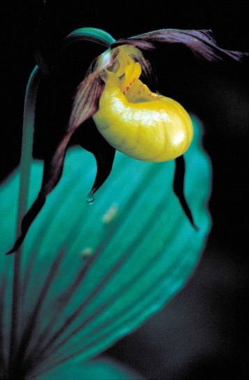 amarelo brilhante, Borgonha, senhora, chinelo, orquídea, flor, cypripedium calceolus