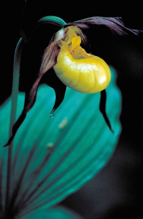 de color amarillo brillante, borgoña, señora, deslizador, orquídea, flor, cypripedium calceolus