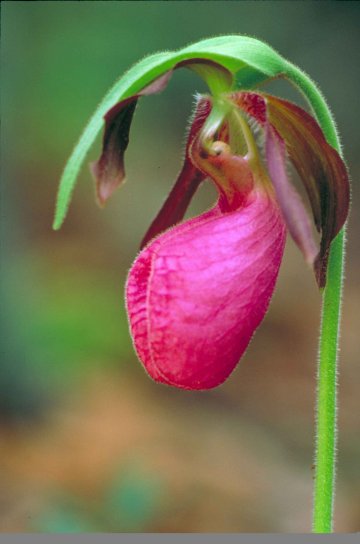 up-close, dark, pink, lady, slipper, orchid, moccasin, flower, cypripedium acaule