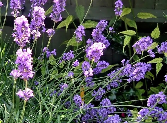Lavendel-, Lavandula, antineae