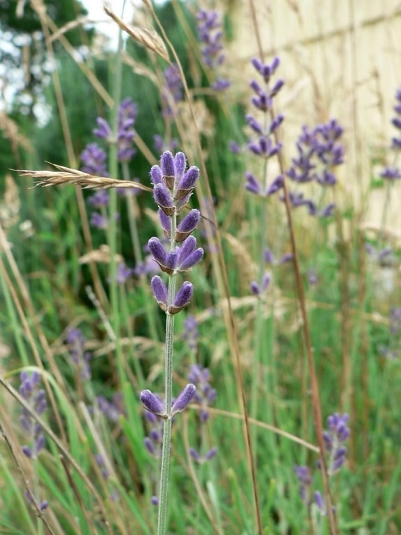 lavendel, flowers