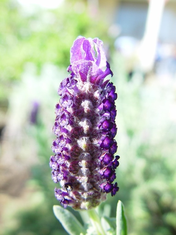 lavender, flower, lavandula, atriplicifolia