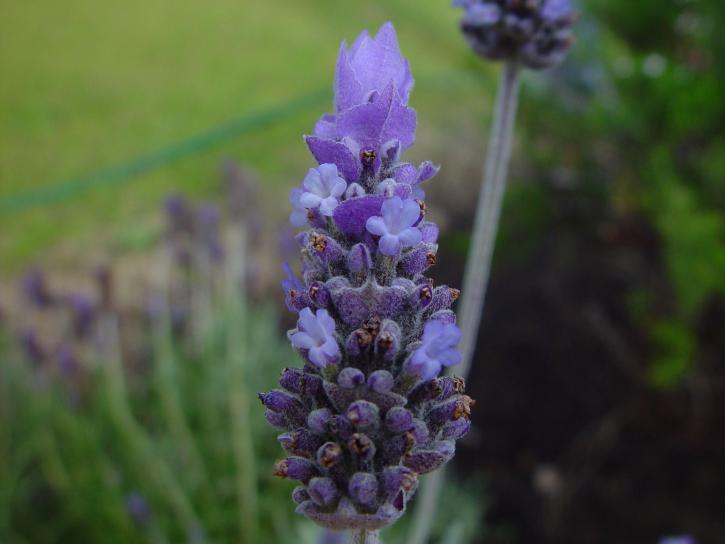 Lavendel, Blume, diskret, Blüten