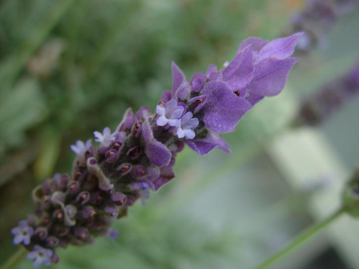 Lavendel, Blumen, Lavandula, aristibracteata
