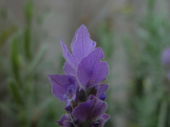 lavender, petals