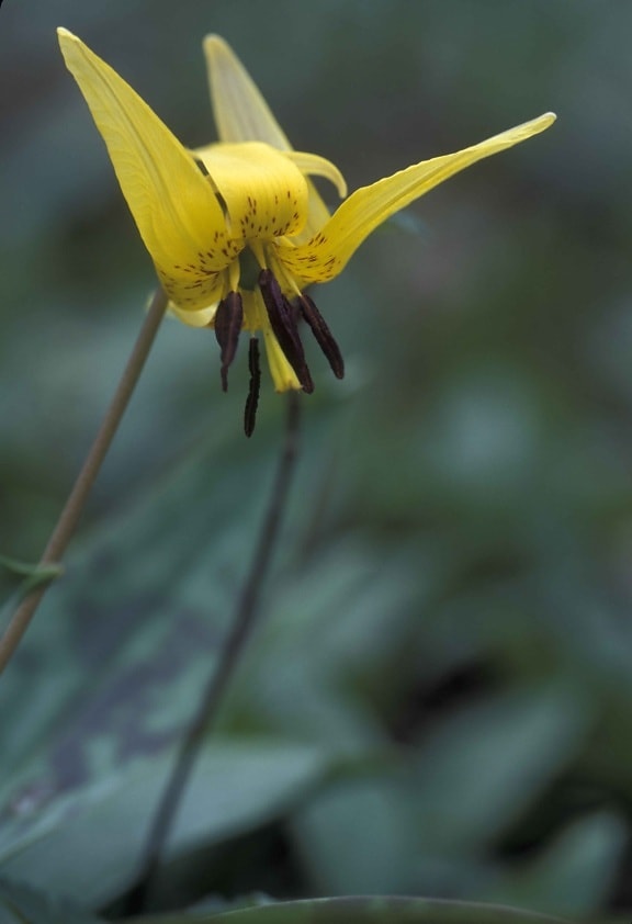 up-close, yellow, trout, lily, erythronium, Americanum, flower, trout, lily