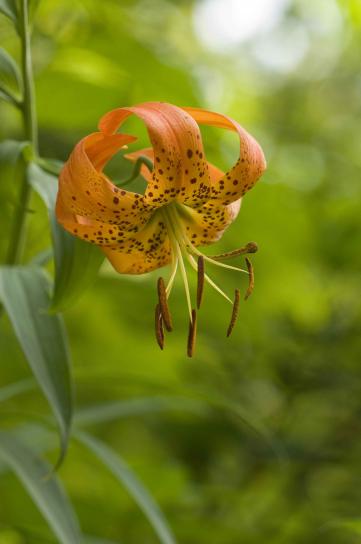 up-close, orange flower, petals, turks, cap, lily, lilium, superbum