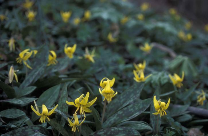many, yellow, trout, lily, flowers, dogtooth, violet, erythronium, Americanum