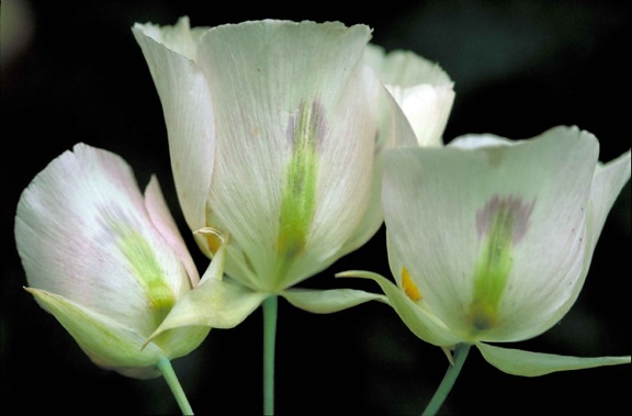 up-close, delicate, sego, lily, pinkish, white, blossoms, flower