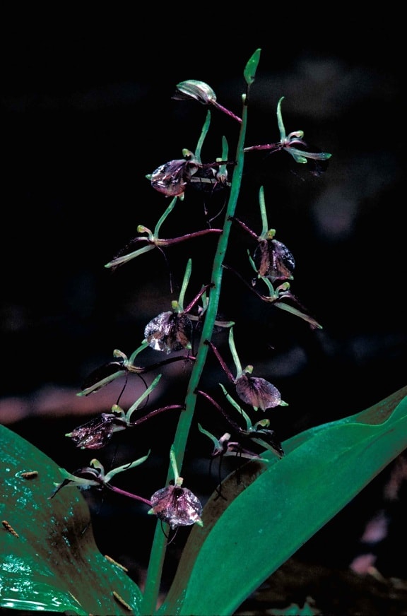 lírio marrom, delicado, escuro, arroxeado, com folhas, twayblade, orquídea, flores, liparis, liliifolia