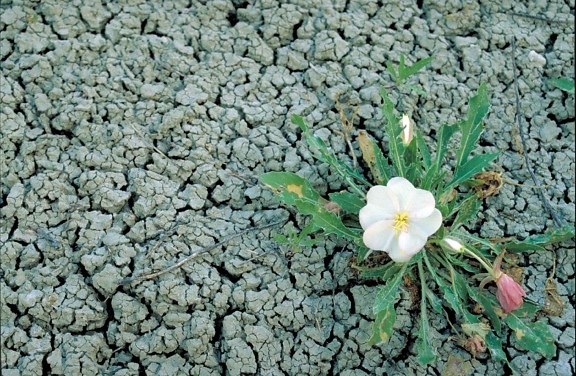 gumbo ลิลลี่ ดอกไม้ สีเทา หิน oenothera, caespitosa