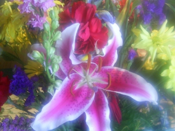 Lily, kwiaty, asortyment