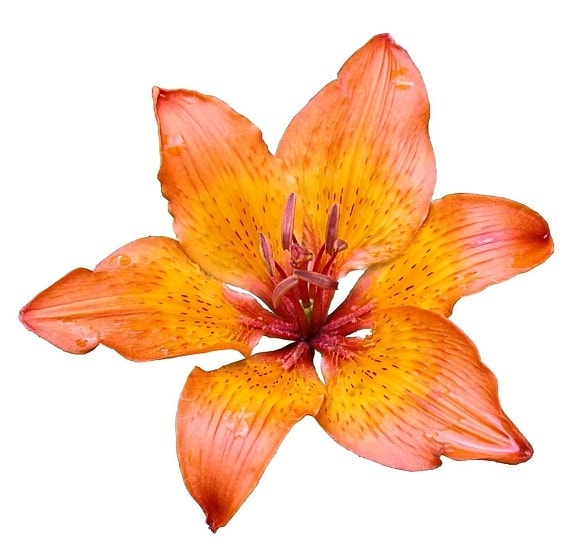 Lily, blomst, hvit bakgrunn