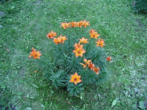 Lily, blommor, trädgård