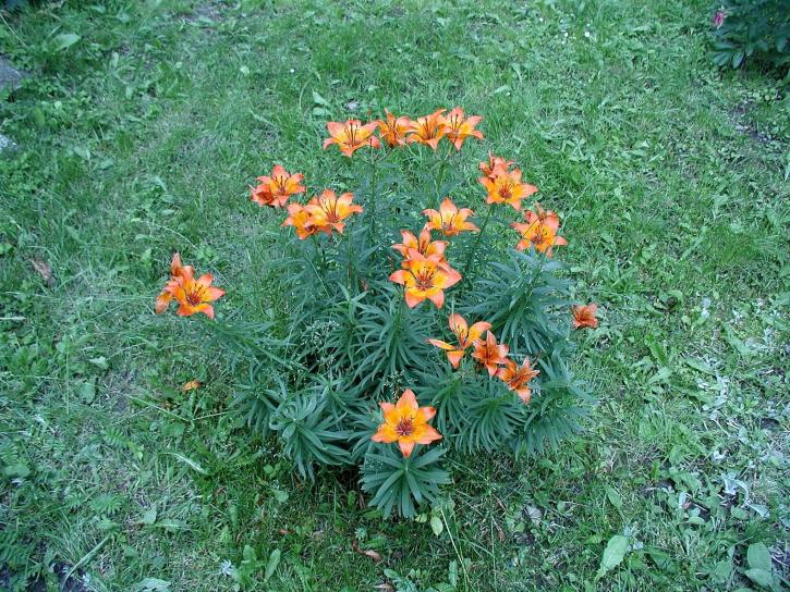 Lily, kwiaty, ogród