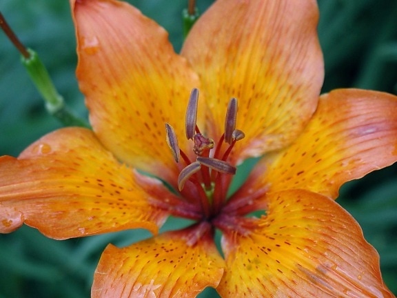 Лили, оранжево цвете