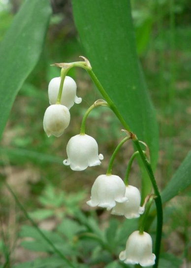 lirio, flores blancas