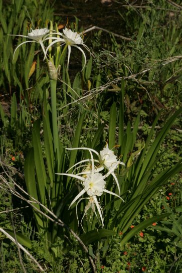 แมงมุม ลิลลี่ พืช hymenocallis, lirosme ใบไม้ ดอกไม้ต่าง ๆ