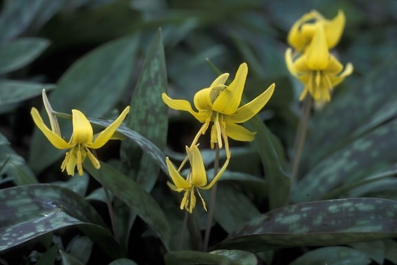 Trout lily, thực vật, erythronium, Hoa Americanum, màu vàng, đen, xanh lá