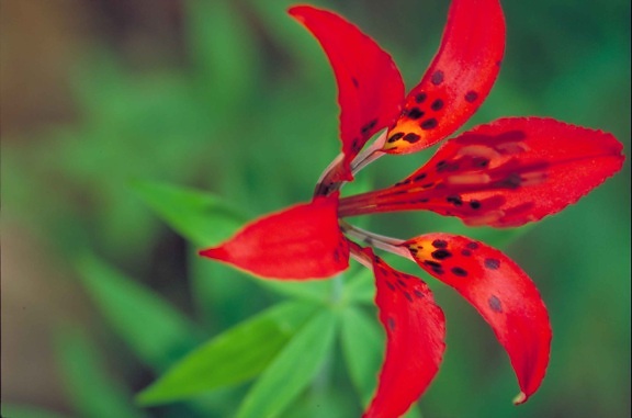 ไม้ ลิลลี่ พืช ดอก สีแดงแคบ ๆ ด่าง สดใส กลีบ lilium, philadelphicum