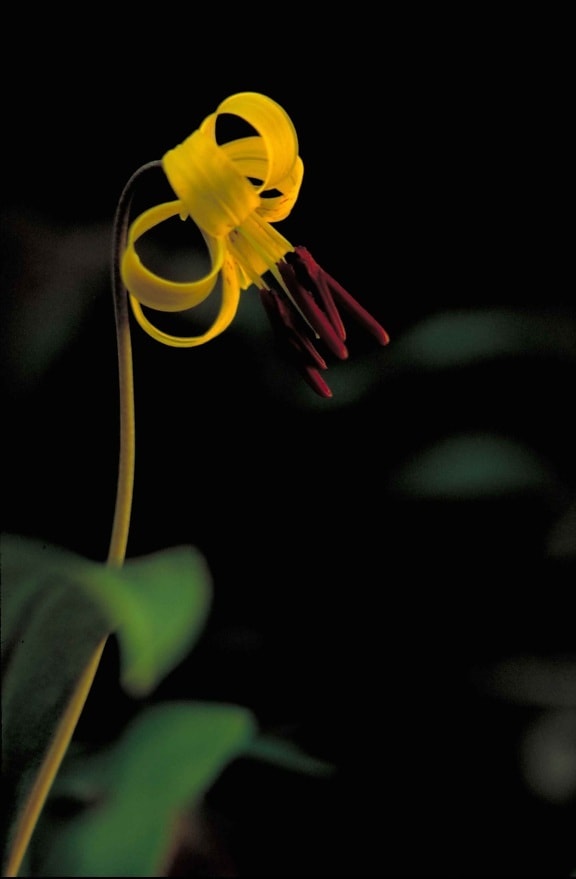 gul, ørret, lily, blomst, erythronium, Americanum